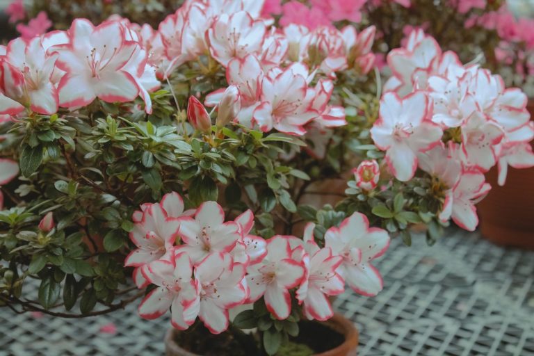Rhododendron simsii