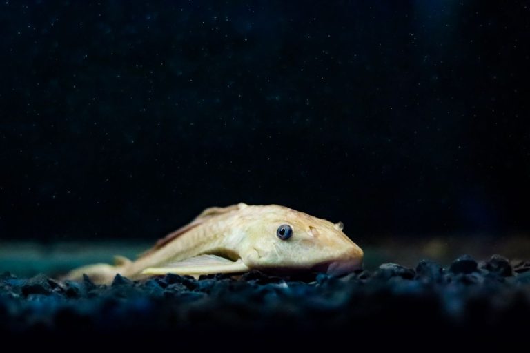 Poisson lave-vitre