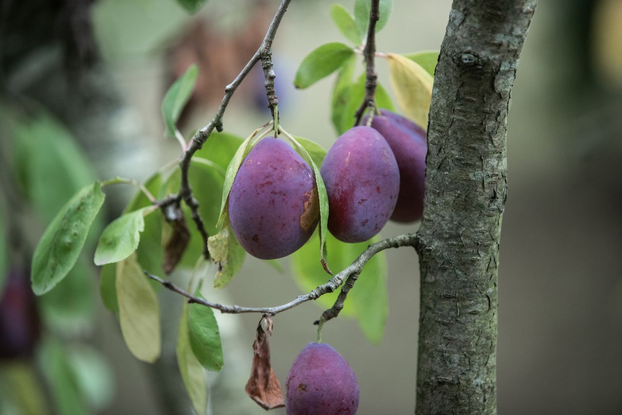 Prune sauvage