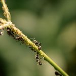 Fourmis sur citronnier