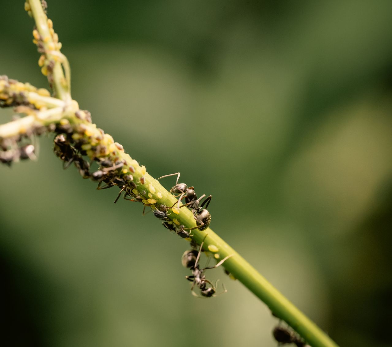 Fourmis sur citronnier