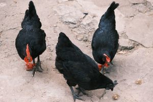 Poulette noire