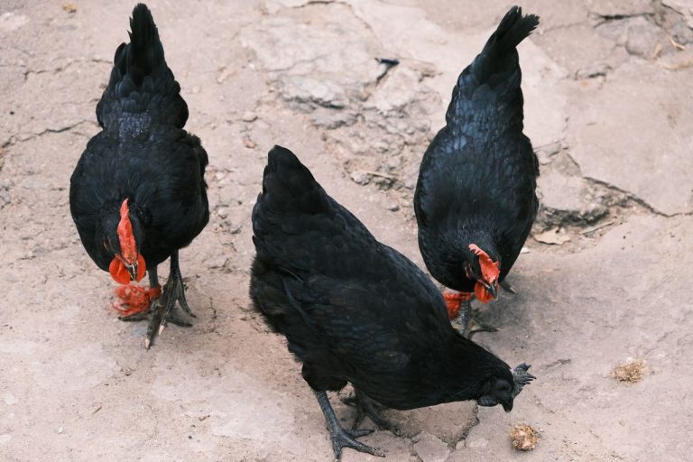 Poulette noire