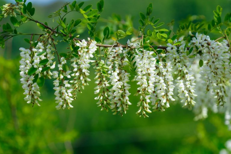 Fleur d’acacia