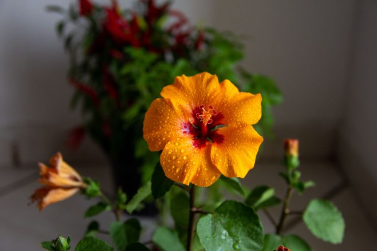 Bouture d’hibiscus dans l’eau
