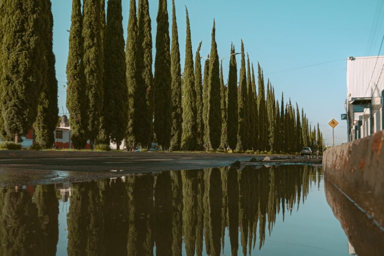 Cyprès