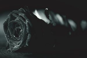 Rose noire