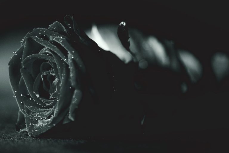 Rose noire