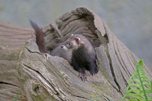 Fouine ou furet