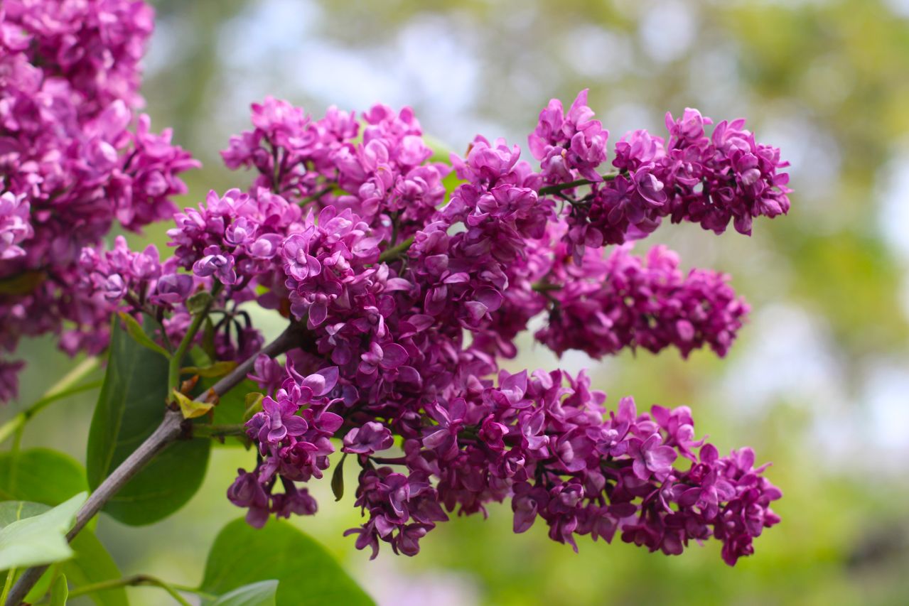Lilas japonais