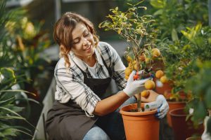 Tailler un citronnier en pot