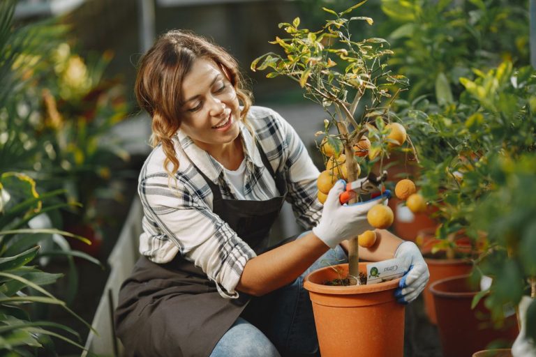 Tailler un citronnier en pot