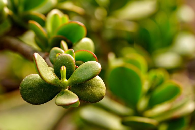 Arbre de jade