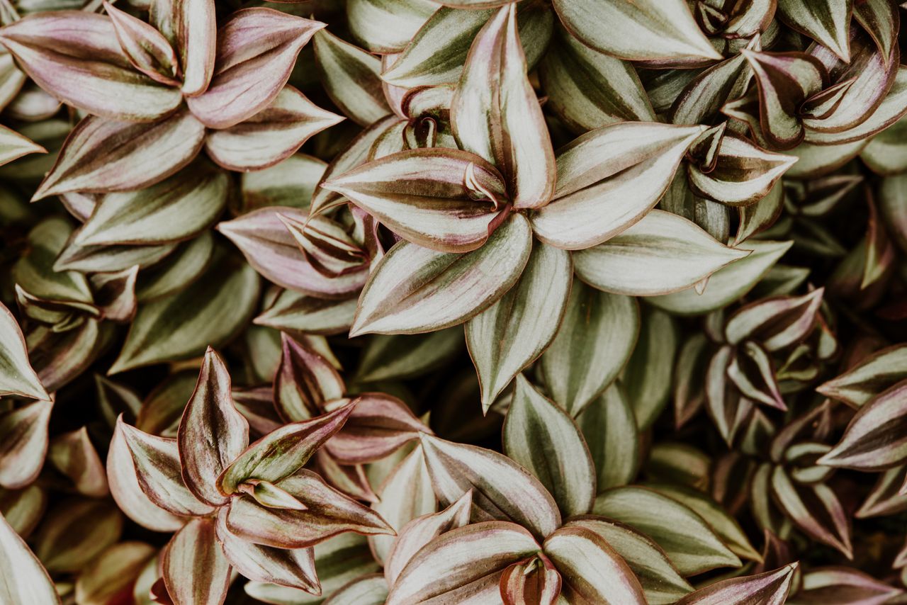 Plante misère