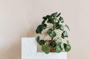 Peperomia vs Pilea