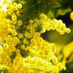 Mimosa