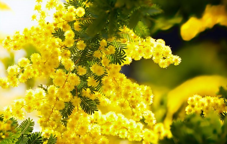 Mimosa