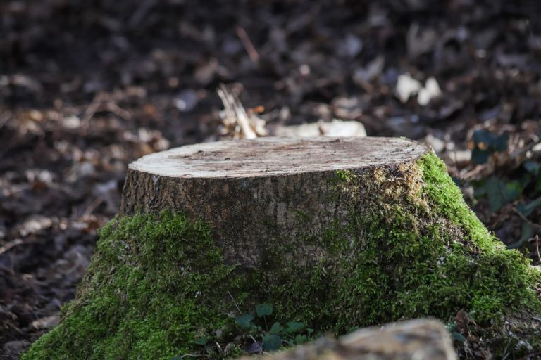 Acide chlorhydrique sur arbre
