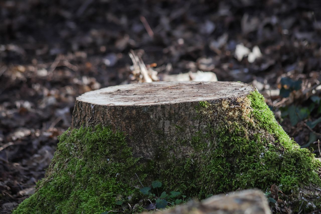 Acide chlorhydrique sur arbre