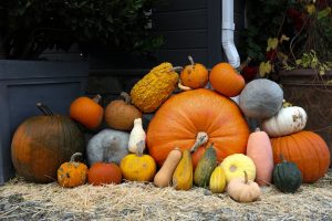 Variétés de courges