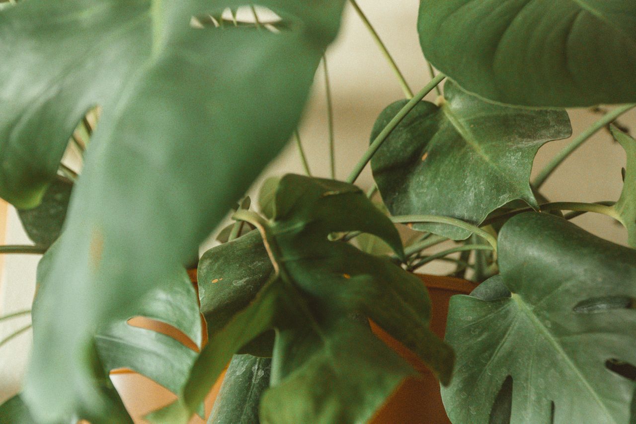 Monstera