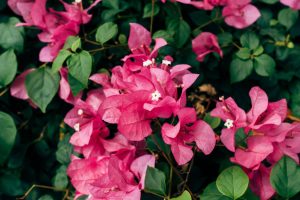 Bougainvillier
