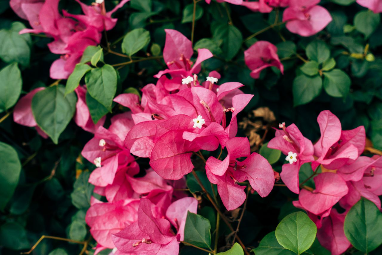 Bougainvillier