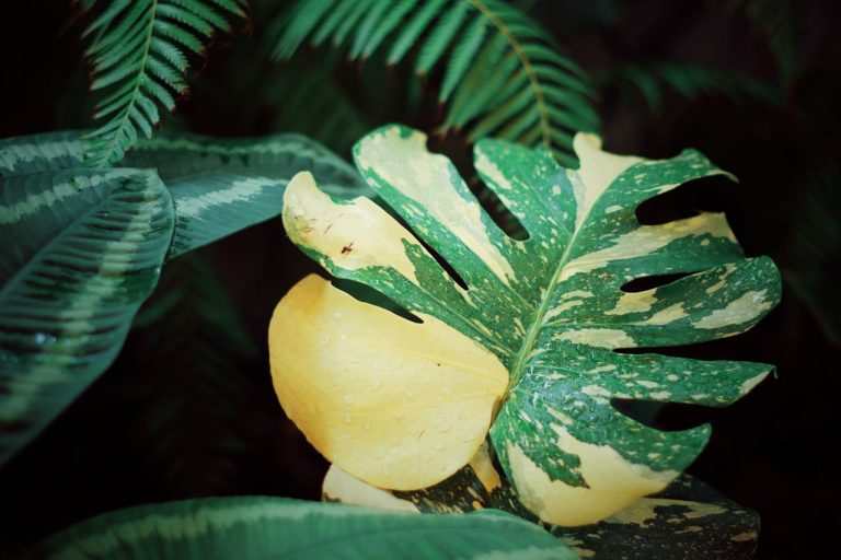 Monstera aux feuilles jaunes