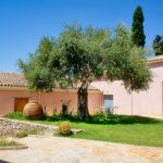 Comment mettre en valeur un olivier dans son jardin ?