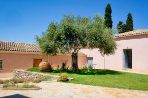 Comment mettre en valeur un olivier dans son jardin ?