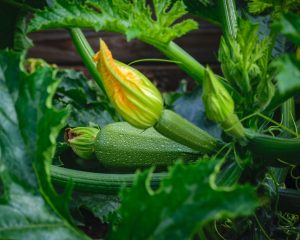 Feuilles de courgette